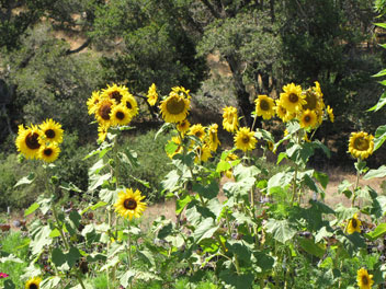 Garden Flowers