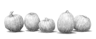 Drawing of pumpkins in a row
